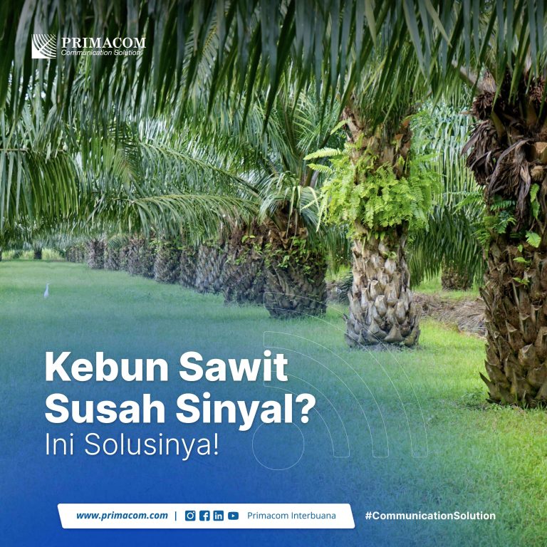 Susah Sinyal Hambat Produktivitas Bisnis Kelapa Sawit